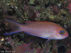 Anthias anthias