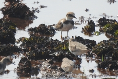 Charadrius alexandrinus