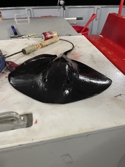 Pteroplatytrygon violacea