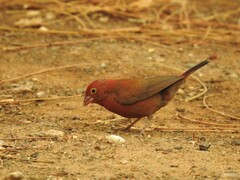 Lagonosticta senegala