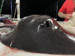 Pteroplatytrygon violacea