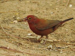 Lagonosticta senegala