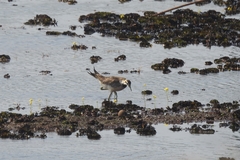 Hydrophasianus chirurgus