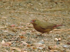 Lagonosticta senegala