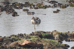 Hydrophasianus chirurgus