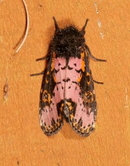 Xanthopastis regnatrix