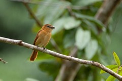 Pachyramphus cinnamomeus