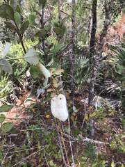 Lyonia fruticosa