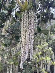 Garrya elliptica