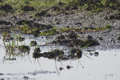 Calidris temminckii
