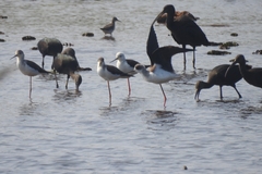 Himantopus himantopus