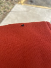 Enchenopa quadricolor