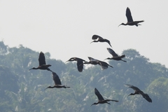 Plegadis falcinellus