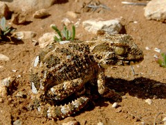 Tarentola chazaliae