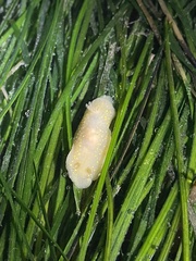 Cadlina modesta