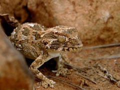 Tarentola chazaliae