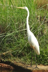 Ardea alba