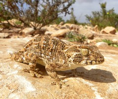 Tarentola chazaliae