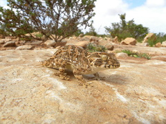 Tarentola chazaliae