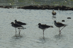 Himantopus himantopus