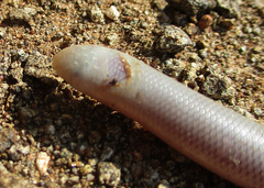 Rhinotyphlops lalandei