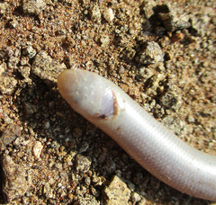 Rhinotyphlops lalandei