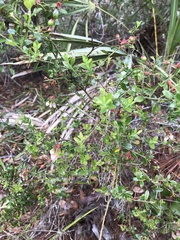 Vaccinium myrsinites