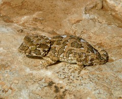 Tarentola chazaliae