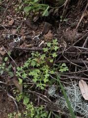 Nemophila
