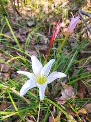 Zephyranthes atamasco