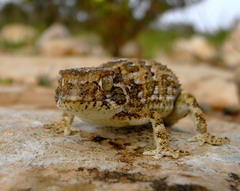 Tarentola chazaliae