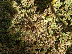Diapontia