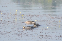 Nettapus coromandelianus