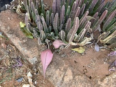 Stapelia