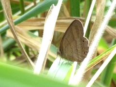 Yphthimoides affinis