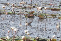 Hydrophasianus chirurgus