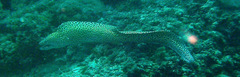 Gymnothorax favagineus