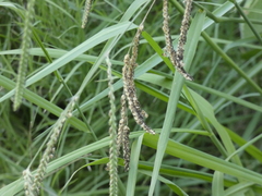 Poaceae