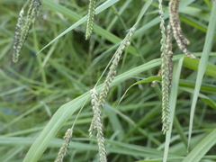 Poaceae
