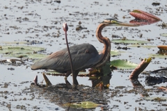 Ardea purpurea
