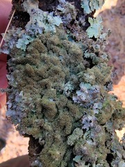 Punctelia caseana