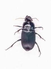 Harpalus