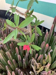 Euphorbia milii