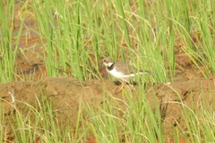 Charadrius alexandrinus