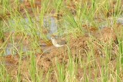 Calidris temminckii