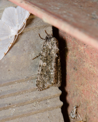 Acronicta afflicta