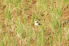 Charadriiformes