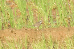 Charadriidae