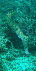 Gymnothorax favagineus