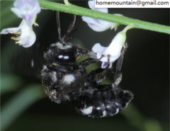 Ammobatoides radoszkowskii